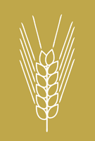 Einkorn Getreide