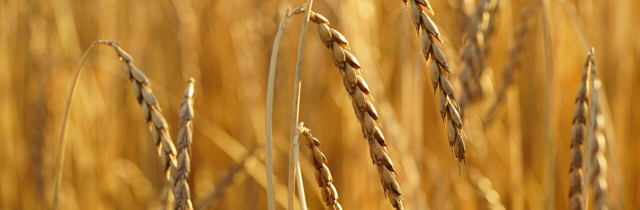 Dinkel Getreide