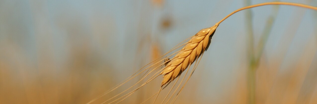 Einkorn Getreide