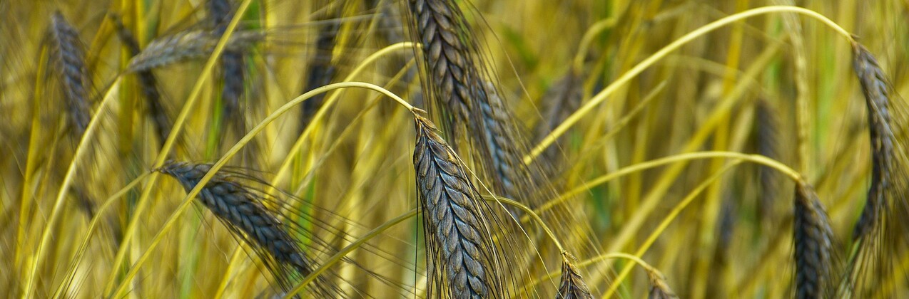 Emmer Emmer Getreide