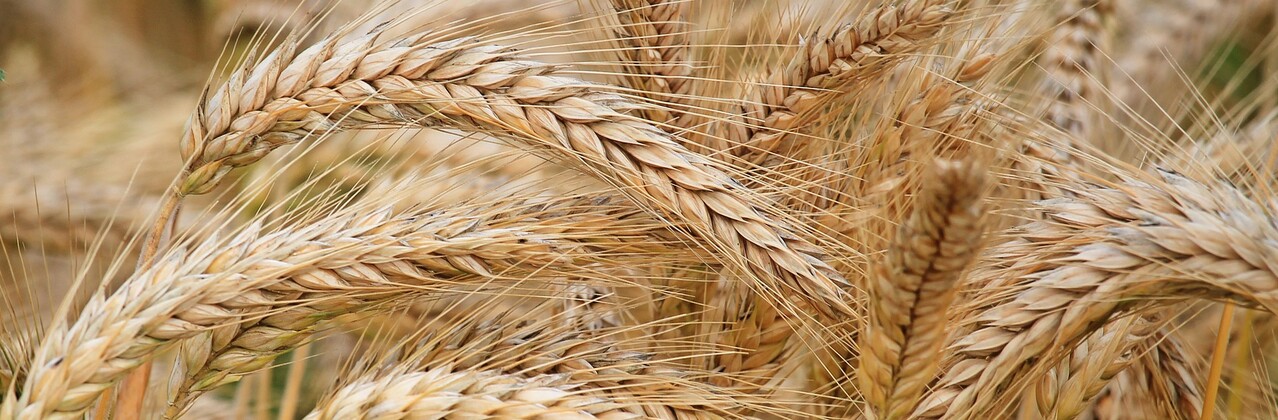 Gerste Gerste Getreide