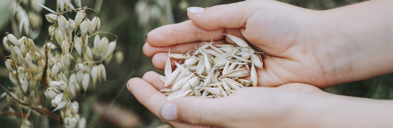 Hafer Hafer Getreide