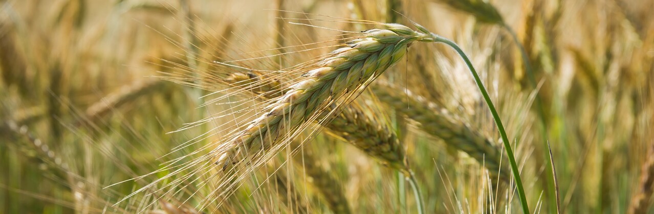 Roggen Roggen Getreide