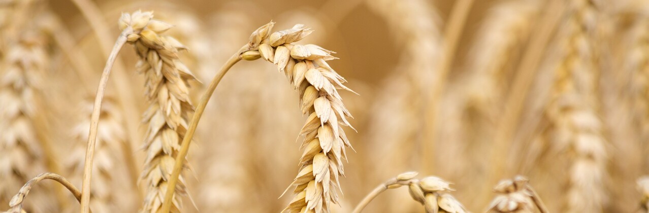 Weizen Getreide