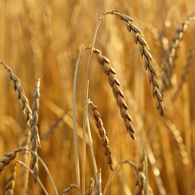 Dinkel Getreide