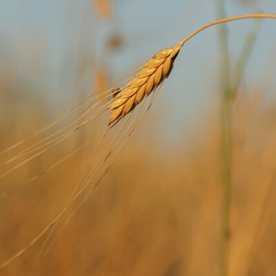 Einkorn Getreide